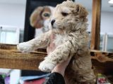 Poodle Gen Baskin Maltipoo Bebeklerim