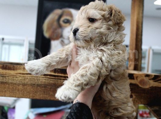 Poodle Gen Baskin Maltipoo Bebeklerim görsel