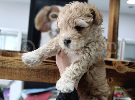Poodle Gen Baskın Maltipoo Bebeklerim görsel