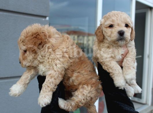 Poodle Gen Baskın Maltipoo Bebeklerim görsel