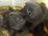 Scottish Fold Kedi Yavrularım Yeni Yuvalarına Gitmeye Hazırlar