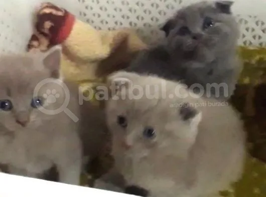 Scottish Fold Kedi Yavrularım Yeni Yuvalarına Gitmeye Hazırlar