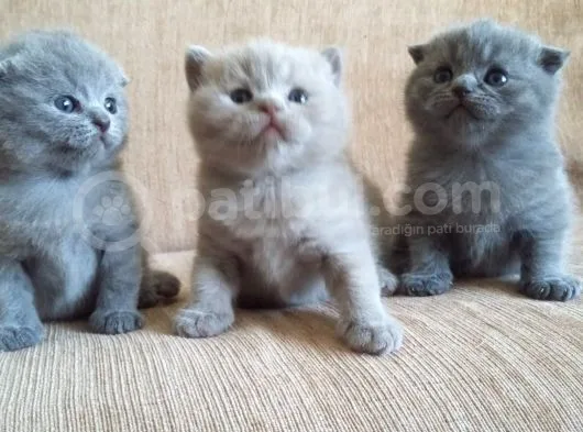 Yavru British Shorthair  3 Dişi