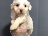Show Kali̇te Malti̇poo Yavruları