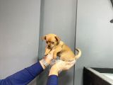 Sevimli Chihuahua Yavruları