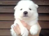 Muhteşem Kalite Samoyed Yavruları