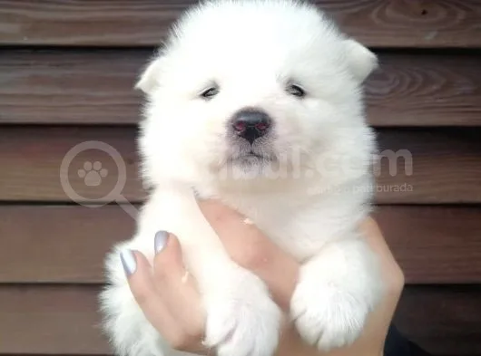 Muhteşem Kalite Samoyed Yavruları