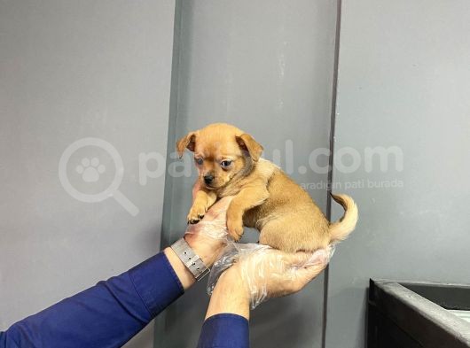Sevimli Chihuahua Yavruları görsel