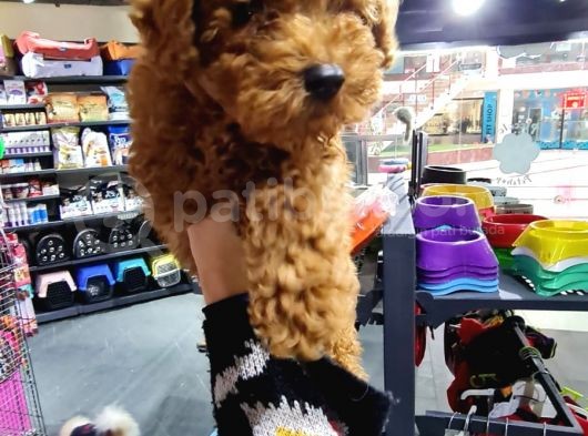 Toy Poodle Ve Daha Fazlası görsel