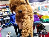 Toy Poodle Ve Daha Fazlası