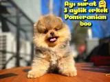 Ayı Surat Teddybear Pomeranian Boo Oğlumuz Topaç