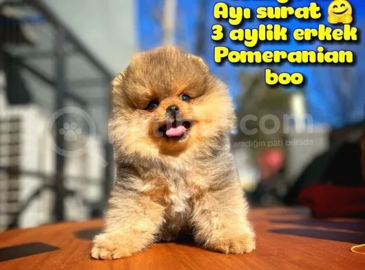 Ayı Surat Teddybear Pomeranian Boo Oğlumuz Topaç