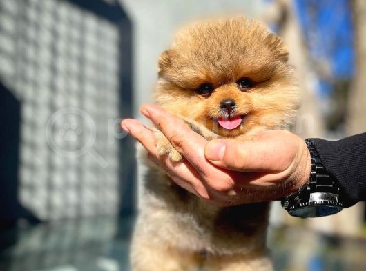 Ayı Surat Teddybear Pomeranian Boo Oğlumuz Topaç görsel