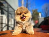 Ayı Surat Teddybear Pomeranian Boo Oğlumuz Topaç