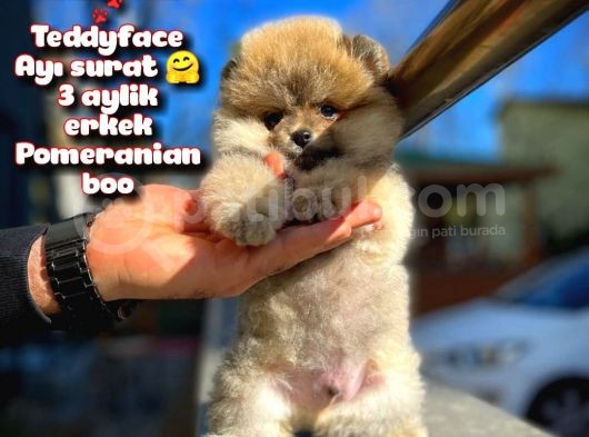 Ayı Surat Teddybear Pomeranian Boo Oğlumuz Rocky görsel