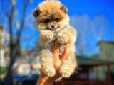 Ayı Surat Teddybear Pomeranian Boo Oğlumuz Rocky