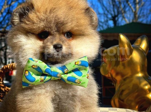 Ayı Surat Teddybear Pomeranian Boo Oğlumuz Rocky görsel