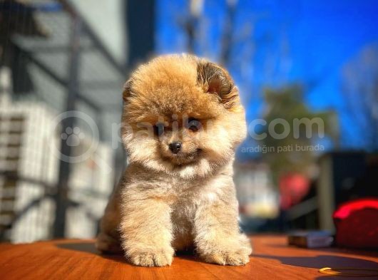 Ayı Surat Teddybear Pomeranian Boo Oğlumuz Rocky görsel
