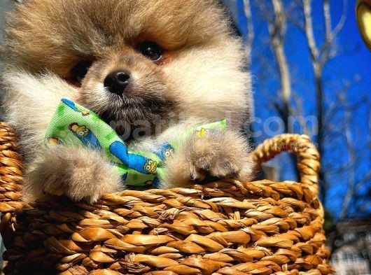 Ayı Surat Teddybear Pomeranian Boo Oğlumuz Rocky görsel