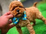 Toy Poodle Safkan Yavru Oğlumuz Çokonat