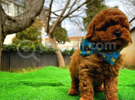Toy Poodle Safkan Yavru Oğlumuz Çokonat görsel