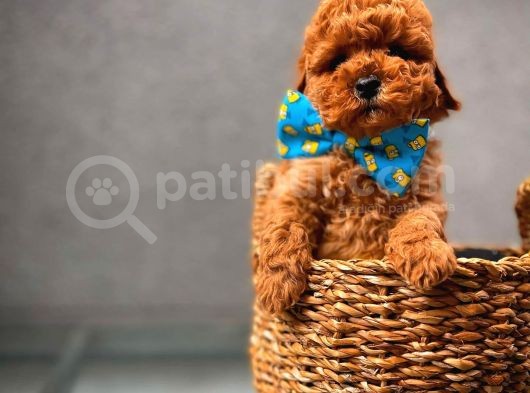 Toy Poodle Safkan Yavru Oğlumuz Çokonat görsel