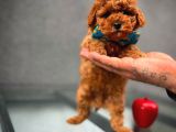 Toy Poodle Safkan Yavru Oğlumuz Çokonat