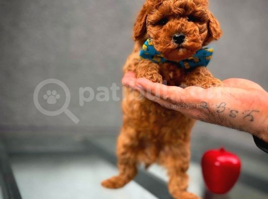 Toy Poodle Safkan Yavru Oğlumuz Çokonat görsel