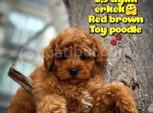 Toy Poodle Safkan Yavru Oğlumuz Çokomel görsel