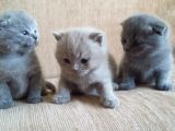 Yavru British Shorthair  3 Dişi