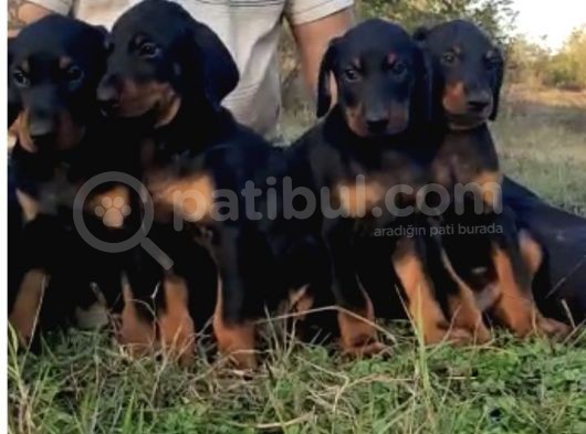 Doberman Yavrular görsel