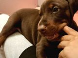 Doberman Yavrular