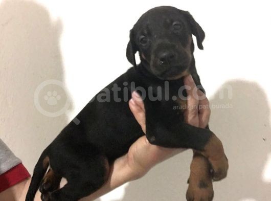 Doberman Yavrular görsel