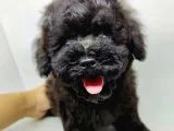 Irkının En İyisi Black Toy Poodle Yavrumuz
