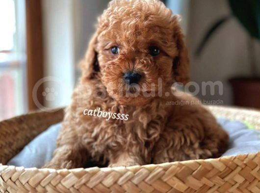 Muhteşem Red Toy Poodle Erkek Yavrularımız görsel