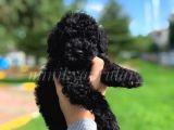 Irk Ve Sağlık Garantili Black Toy Poodle Yavrularımız