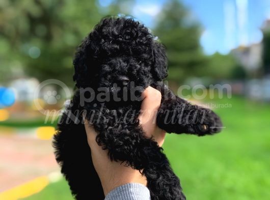 Irk Ve Sağlık Garantili Black Toy Poodle Yavrularımız görsel