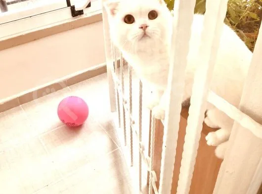 11 Aylık Karbeyaz Safkan Scottish Fold