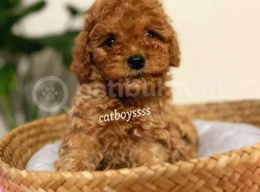 Safkan Red Toy Poodle Yavrularımız
