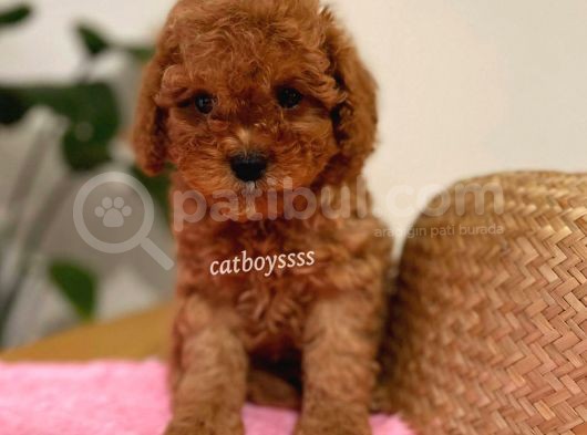 Irk Ve Sağlıklı Garantili Red Toy Poodle Yavrumuz görsel