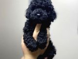 Safkan Orijinal Irk Standartlarında Black Toy Poodle Yavrularımız
