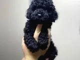 Safkan Orijinal Irk Standartlarında Black Toy Poodle Yavrularımız