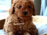 Muhteşem Red Toy Poodle Erkek Yavrularımız