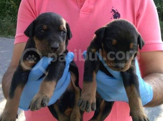 Doberman Yavrular görsel