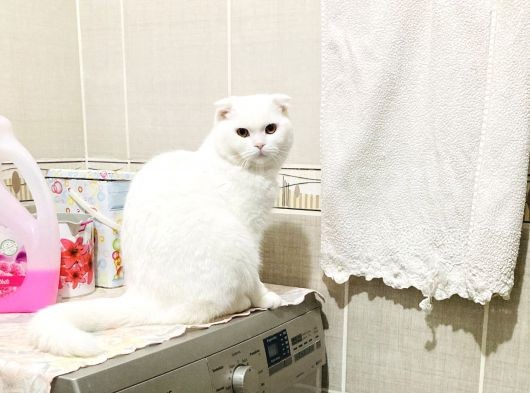 11 Aylık Karbeyaz Safkan Scottish Fold görsel