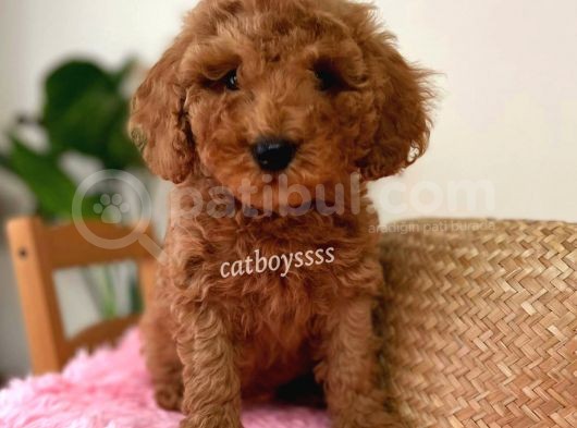 Minyatür Red Toy Poodle Erkek Yavrumuz görsel