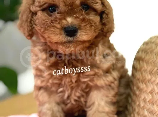 Tüy Dökmeyen Koku Yapmayan Red Toy Poodle Yavrumuz