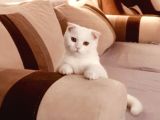 11 Aylık Karbeyaz Safkan Scottish Fold
