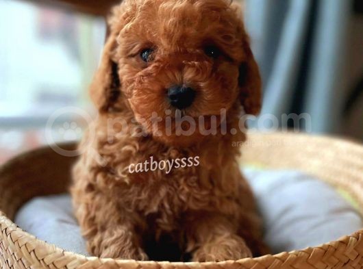 Muhteşem Red Toy Poodle Erkek Yavrularımız görsel