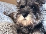 Fci Secereli Minyatür Schnauzer